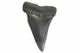 Fossil Broad-Toothed Mako Tooth - South Carolina #340984-1